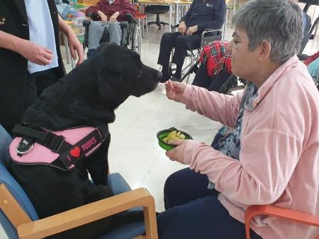Imagen Los mayores de la Residencia La Alameda de Nava de la Asunción experimentan los beneficios de la intervención asistida con animales